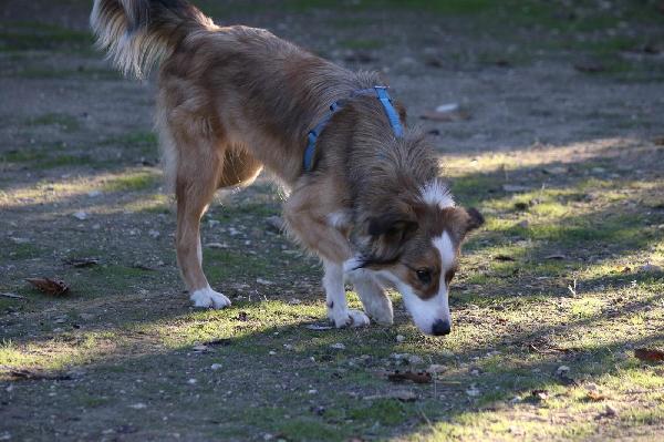 Evi